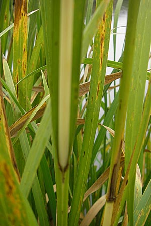 Glyceria maxima \ Wasser-Schwaden / Reed Manna Grass, Reed Sweet Grass, D Dinkelsbühl 9.10.2009