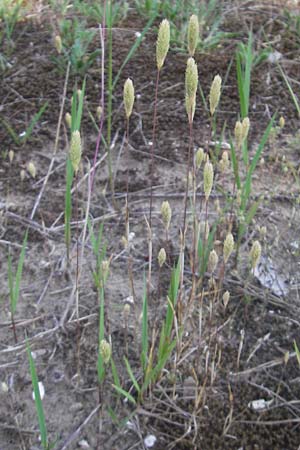 Phleum arenarium \ Sand-Lieschgras / Sand Cat's-Tail, D Seeheim an der Bergstraße 10.6.2010