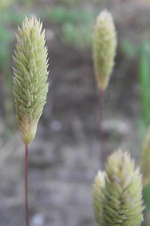 Phleum arenarium \ Sand-Lieschgras / Sand Cat's-Tail, D Seeheim an der Bergstraße 10.6.2010