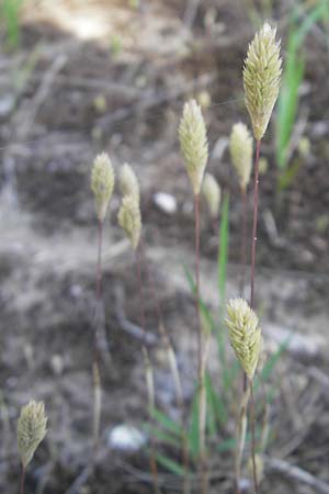 Phleum arenarium \ Sand-Lieschgras / Sand Cat's-Tail, D Seeheim an der Bergstraße 10.6.2010