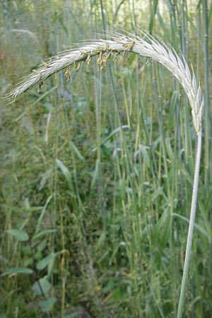 Secale cereale var. multicaule \ Waldstauden-Korn, Johannis-Roggen / Wild Rye, D Odenwald, Hammelbach 21.6.2010