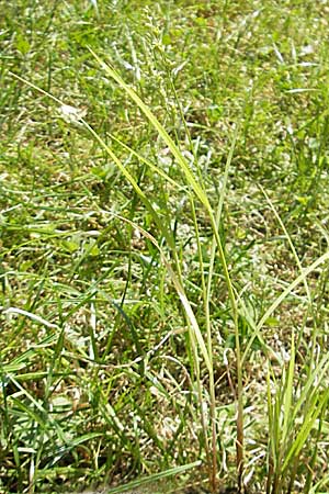 Echinochloa crus-galli \ Hhnerhirse / Cockspur, D Mannheim 11.7.2010