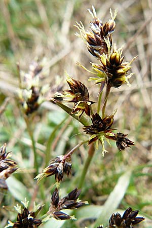 Luzula campestris \ Feld-Hainsimse, Hasenbrot / Field Wood-Rush, D Ingelheim 5.4.2008