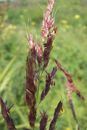 Sorghum halepense \ Aleppo-Mohrenhirse / Johnson Grass, D Mannheim 3.10.2010