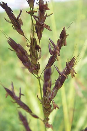 Sorghum halepense \ Aleppo-Mohrenhirse / Johnson Grass, D Mannheim 3.10.2010