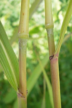 Sorghum halepense \ Aleppo-Mohrenhirse / Johnson Grass, D Mannheim 3.10.2010