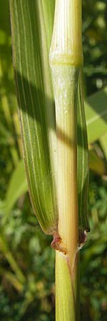 Sorghum halepense \ Aleppo-Mohrenhirse / Johnson Grass, D Mannheim 3.10.2010