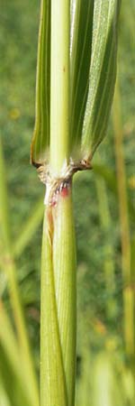 Sorghum halepense \ Aleppo-Mohrenhirse / Johnson Grass, D Mannheim 3.10.2010