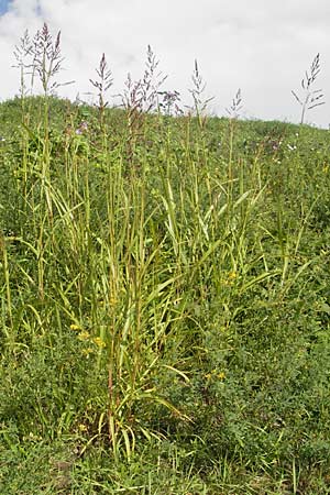 Sorghum halepense \ Aleppo-Mohrenhirse / Johnson Grass, D Mannheim 3.10.2010