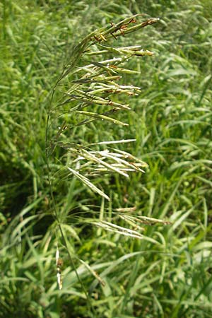 Bromus inermis \ Grannenlose Trespe / Hungarian Brome, D Mannheim 10.10.2010