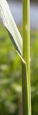 Bromus inermis \ Grannenlose Trespe / Hungarian Brome, D Mannheim 10.10.2010