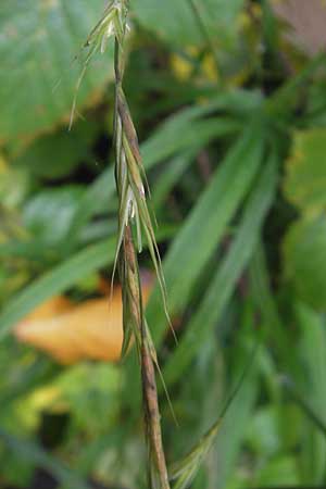 Brachypodium sylvaticum \ Wald-Zwenke / False Brome, D Weinheim an der Bergstraße 1.11.2010