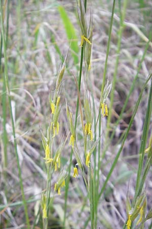 Bromus erectus \ Aufrechte Trespe, Berg-Trespe / Erect Brome, D Hemsbach 11.5.2011