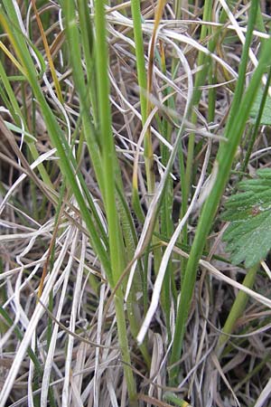 Bromus erectus \ Aufrechte Trespe, Berg-Trespe / Erect Brome, D Hemsbach 11.5.2011