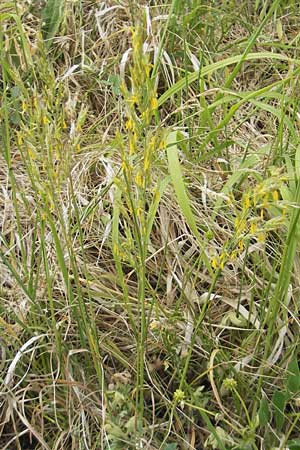 Bromus erectus \ Aufrechte Trespe, Berg-Trespe / Erect Brome, D Hemsbach 11.5.2011