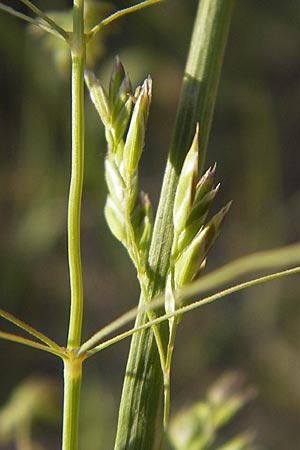 Poa pratensis \ Wiesen-Rispengras, Wiesenrispe / Smooth Meadow Grass, Kentucky Blue Grass, D Reilingen 12.5.2011