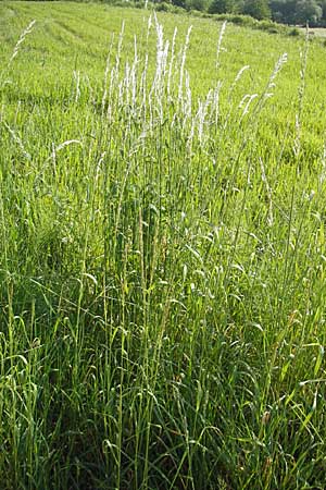 Arrhenatherum elatius \ Gewhnlicher Glatthafer / Bulbous Oat Grass, Tall Oat Grass, D Bruchsal 13.5.2011