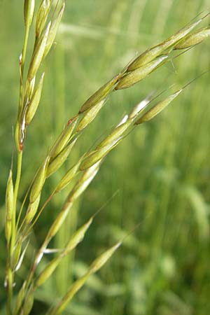 Arrhenatherum elatius \ Gewhnlicher Glatthafer / Bulbous Oat Grass, Tall Oat Grass, D Bruchsal 13.5.2011