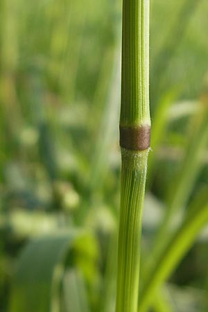 Arrhenatherum elatius \ Gewhnlicher Glatthafer / Bulbous Oat Grass, Tall Oat Grass, D Bruchsal 13.5.2011