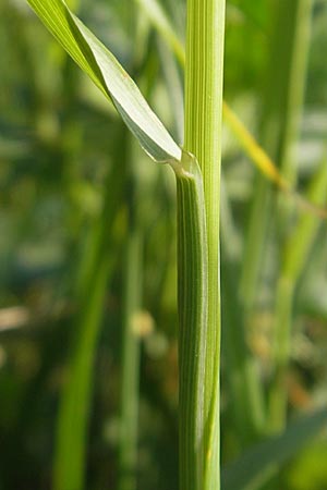 Arrhenatherum elatius \ Gewhnlicher Glatthafer / Bulbous Oat Grass, Tall Oat Grass, D Bruchsal 13.5.2011