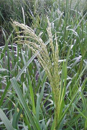 Glyceria maxima \ Wasser-Schwaden / Reed Manna Grass, Reed Sweet Grass, D Karlsruhe 20.5.2011