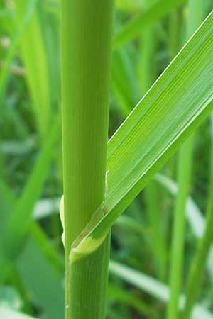 Glyceria maxima \ Wasser-Schwaden / Reed Manna Grass, Reed Sweet Grass, D Karlsruhe 20.5.2011