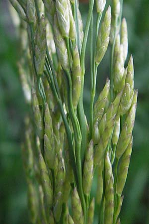 Glyceria maxima \ Wasser-Schwaden / Reed Manna Grass, Reed Sweet Grass, D Karlsruhe 20.5.2011