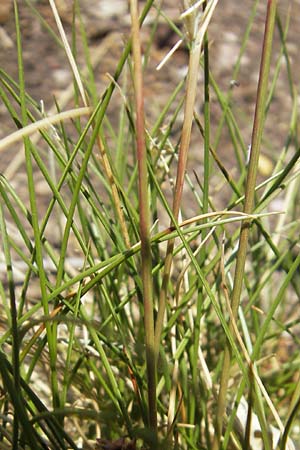 Festuca rhenana \ Rheinischer Schwingel / Rhenish Fescue, D Idar-Oberstein 3.6.2011