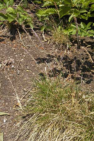 Festuca rhenana \ Rheinischer Schwingel / Rhenish Fescue, D Idar-Oberstein 3.6.2011