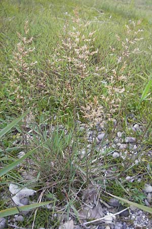 Agrostis stolonifera \ Weies Straugras / Creeping Bentgrass, D Hegne 17.6.2011