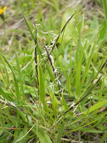 Nardus stricta \ Borst-Gras / Mat Grass, D Oberstdorf 22.6.2011