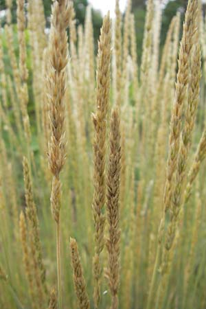 Koeleria glauca \ Blaugrnes Schillergras / Blue Hair Grass, D Sandhausen 23.6.2011