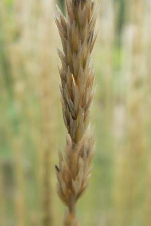 Koeleria glauca \ Blaugrnes Schillergras / Blue Hair Grass, D Sandhausen 23.6.2011