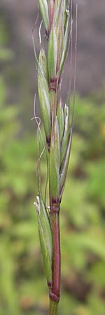 Hordelymus europaeus \ Wald-Gerste / Wood Barley, D Idar-Oberstein 25.6.2011