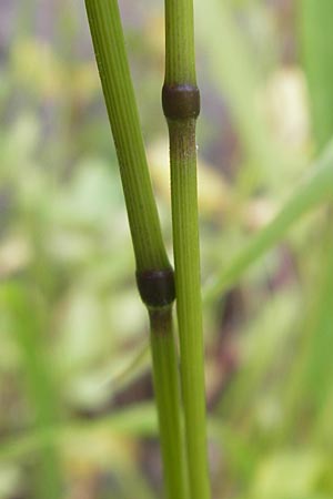 Hordelymus europaeus \ Wald-Gerste / Wood Barley, D Idar-Oberstein 25.6.2011