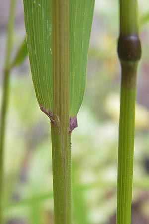 Hordelymus europaeus \ Wald-Gerste / Wood Barley, D Idar-Oberstein 25.6.2011