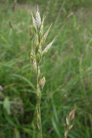 Bromus hordeaceus agg. \ Weiche Trespe / Soft Brome, D Viernheim 21.7.2011