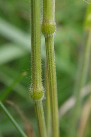 Bromus hordeaceus agg. \ Weiche Trespe / Soft Brome, D Viernheim 21.7.2011