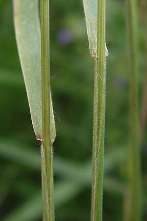 Bromus hordeaceus agg. \ Weiche Trespe / Soft Brome, D Viernheim 21.7.2011