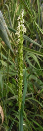 Alopecurus myosuroides \ Acker-Fuchsschwanz / Black-Grass, D Mainz 30.6.2012
