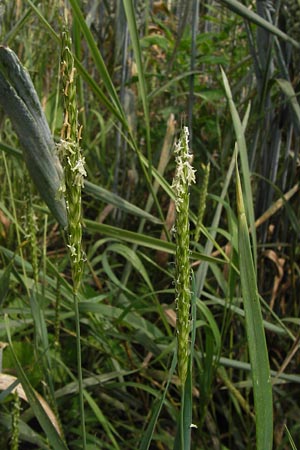 Alopecurus myosuroides \ Acker-Fuchsschwanz / Black-Grass, D Mainz 30.6.2012