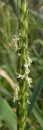 Alopecurus myosuroides \ Acker-Fuchsschwanz / Black-Grass, D Mainz 30.6.2012