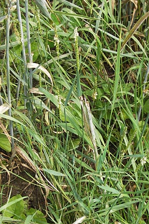 Alopecurus myosuroides \ Acker-Fuchsschwanz / Black-Grass, D Mainz 30.6.2012