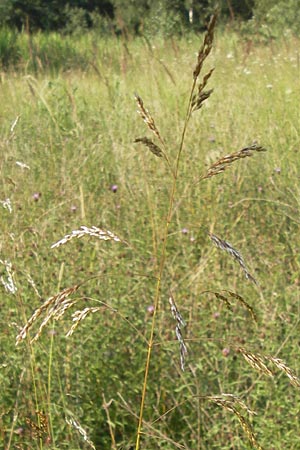 Poa palustris \ Sumpf-Rispengras / Swamp Meadow Grass, D Pfalz, Speyer 25.7.2012