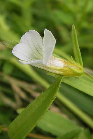 Gratiola officinalis \ Gottes-Gnadenkraut / Gratiole, D Pfalz, Bellheim 11.7.2013