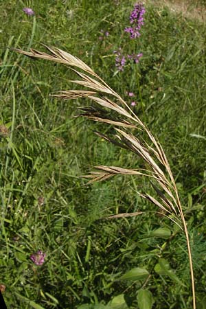 Bromus carinatus, Gekielte Trespe, Plattähren-Trespe Bromus carinatus, Gekielte Trespe, Plattähren-Trespe