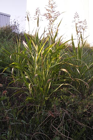 Sorghum halepense \ Aleppo-Mohrenhirse / Johnson Grass, D Mannheim 24.9.2013