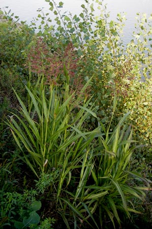 Sorghum halepense \ Aleppo-Mohrenhirse / Johnson Grass, D Mannheim 24.9.2013
