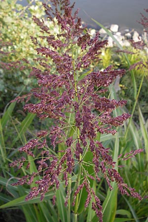 Sorghum halepense \ Aleppo-Mohrenhirse / Johnson Grass, D Mannheim 24.9.2013