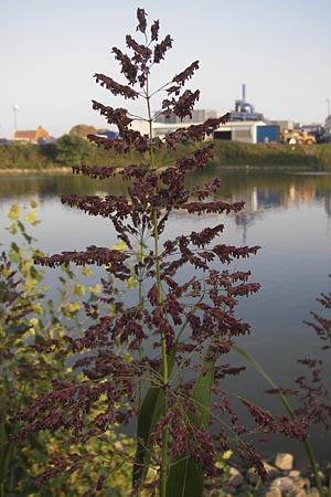 Sorghum halepense \ Aleppo-Mohrenhirse / Johnson Grass, D Mannheim 24.9.2013